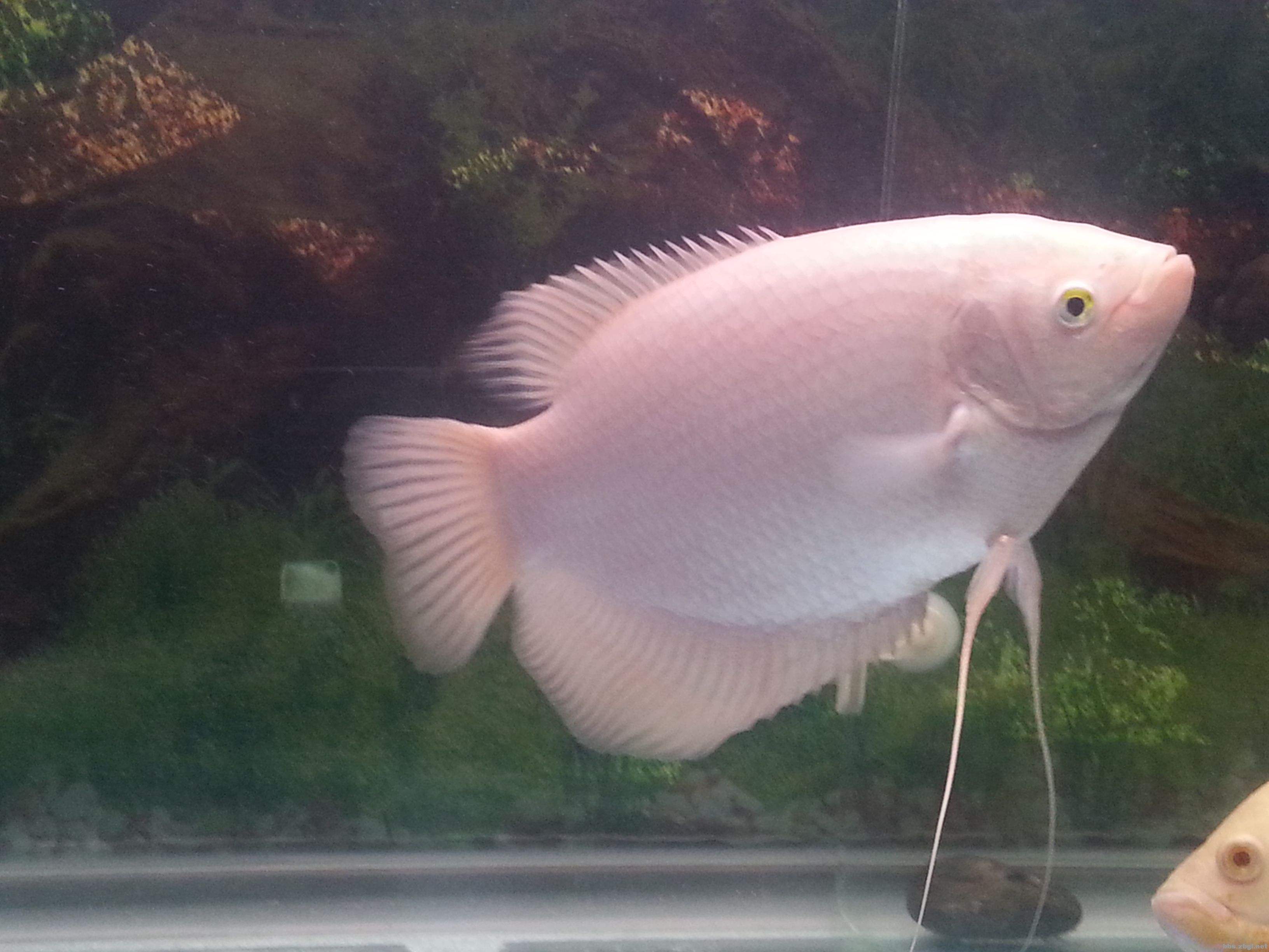 招財魚(yú)